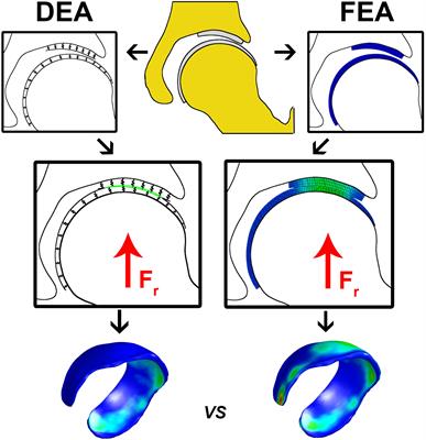 A Combined Geometric Morphometric and Discrete Element Modeling Approach for Hip Cartilage Contact Mechanics